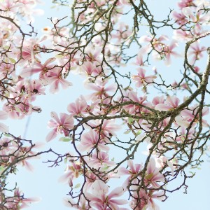 دانلود عکس شکوفه های بهاری درخت