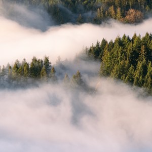 عکس پس زمینه جنگل پر از مه