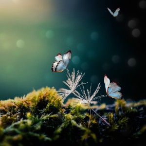 عکس حشره پروانه سفید رنگ در حال پرواز