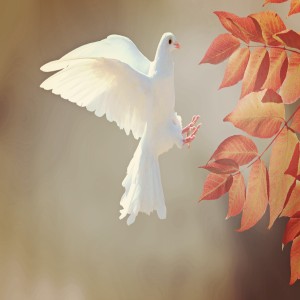 عکس پرنده کبوتر سفید رنگ