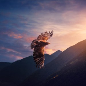 عکس پرنده عقاب در حال پرواز در آسمان