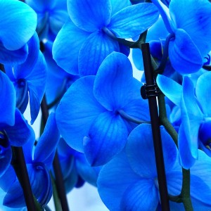 عکس 5k گل ارکیده آبی زنگ