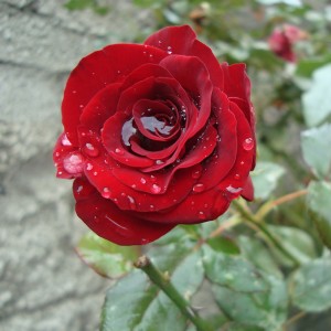 دانلود رایگان عکس گل رز با کیفیت بالا