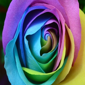 دانلود رایگان عکس 5k گل رز رنگی سه بعدی