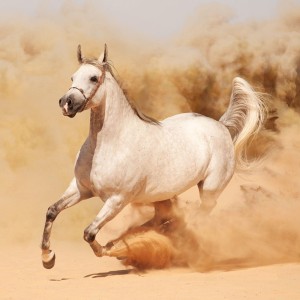 عکس 4k اسب سفید با کیفیت بالا