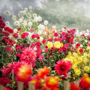 عکس 4k گل های رنگارنگ دشت گل با کیفیت بالا