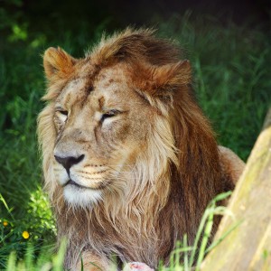 عکس حیوان شیر سلطان جنگل با کیفیت بالا