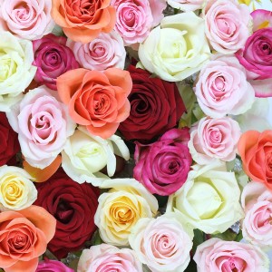 عکس گل رز رنگ های متفاوت با کیفیت بالا