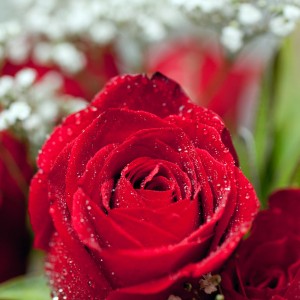 عکس گل رز زیبا با کیفیت بالا