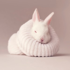 عکس خرگوش سفید با کیفیت بالا