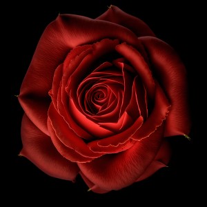 عکس 8k گل رز قرمز با کیفیت بالا