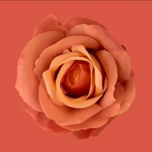 عکس 8k گل رز زیبا با کیفیت بالا