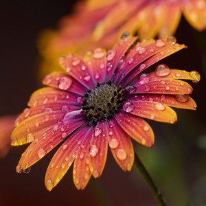 عکس 4k گل زیبا با قطره های آب با کیفیت بالا