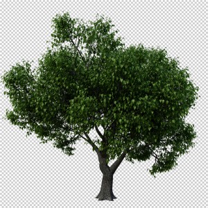 عکس PNG درخت با پس زمینه خام و خالی با کیفیت بالا