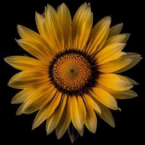 عکس 8k گل آفتابگردان زیبا با کیفیت بالا