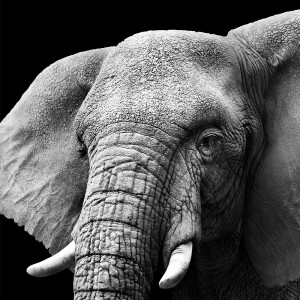 عکس سر فیل با پس زمینه سیاه با کیفیت بالا