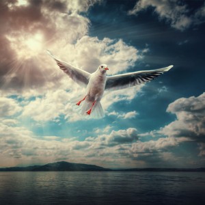 عکس پرنده کبوتر در حال پرواز در آسمان