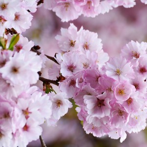 عکس 4k گل شکوفه بهاری درخت با کیفیت بالا