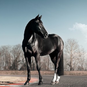 عکس اسب سیاه در طبیعت با کیفیت بالا