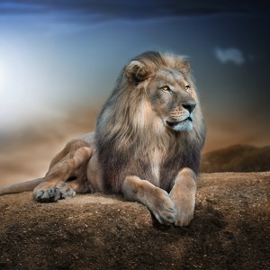 عکس 4k شیر سلطان جنگل در طبیعت با کیفیت بالا