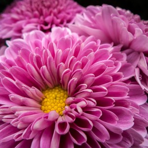 عکس 4k گل های بهاری صورتی با کیفیت بالا