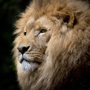 عکس سر شیر سلطان جنگل با کیفیت بالا