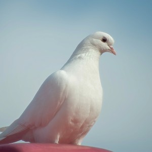عکس کبوتر سفید رنگ با کیفیت بالا