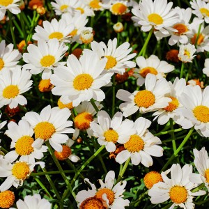 عکس دشت گل با گل های سفید با کیفیت بالا