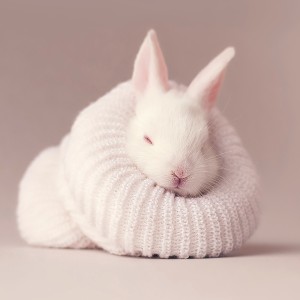 عکس بچه خرگوش سفید در کلاه با کیفیت بالا