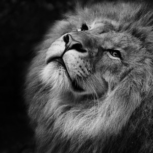عکس شیر سلطان جنگل با کیفیت بالا