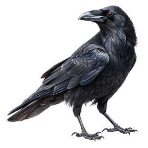 عکس پی ان جی کلاغ سیاه با کیفیت بالا