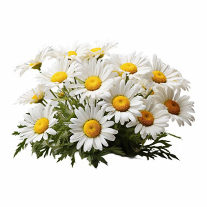 عکس دسته گل بابونه بابونه های سفید با کیفیت بالا