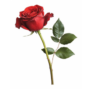 عکس شاخه گل رز گل عشق با پس زمینه سیاه رنگ