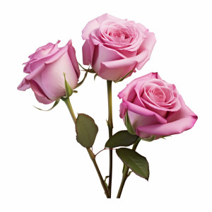 عکس png شاخه های گل رز صورتی با کیفیت بالا