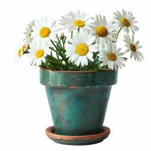 عکس گل بابونه زیبا و طبیعی در گلدان با کیفیت بالا