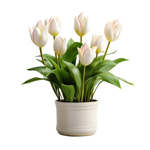 عکس png گل لاله در گلدان سفید سفالی با کیفیت بالا