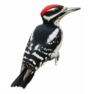 عکس پی ان جی پرنده زیبای دارکوب با کیفیت بالا