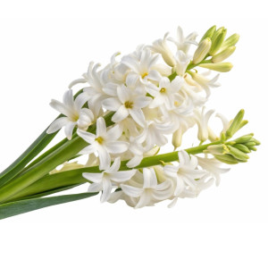 عکس گل مریم زیبا و طبیعی با کیفیت بالا