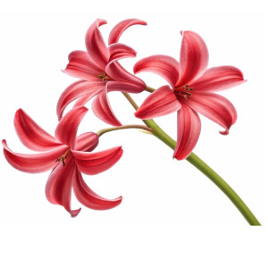 عکس png گل زیبا طبیعی با کیفیت بالا