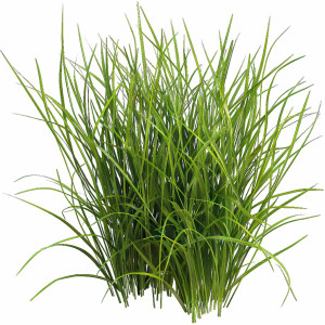 عکس png پس زمینه چمن زار طبیعی با کیفیت بالا