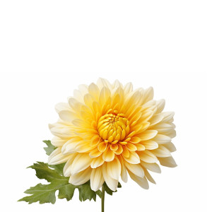 عکس 4k گل داودی با پس زمینه خام و با کیفیت بالا