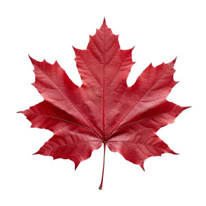 عکس برگ درخت افرا در فصل پاییز با کیفیت بالا