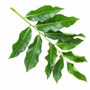 عکس برگ درخت آپارتمانی بدون پس زمینه با کیفیت بالا