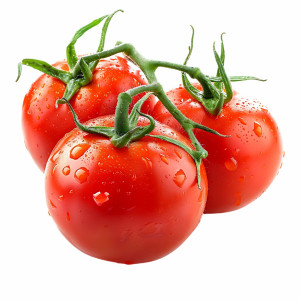 عکس 4k png بوته گوجه فرنگی با کیفیت بالا