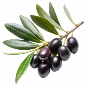 عکس 4k png میوه و برگ درخت زیتون با کیفیت بالا