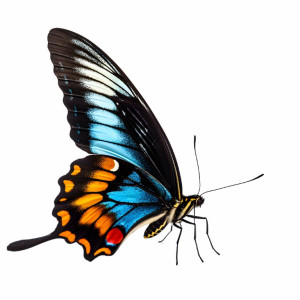 عکس png حشره پروانه های آبی رنگ با کیفیت بالا