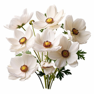 عکس png گل سفید زنگ بدون پس زمینه و با کیفیت بالا