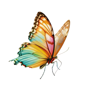 عکس png پروانه زیبا روی گل با کیفیت بالا