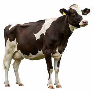 عکس png حیوان گاو اهلی با کیفیت بالا