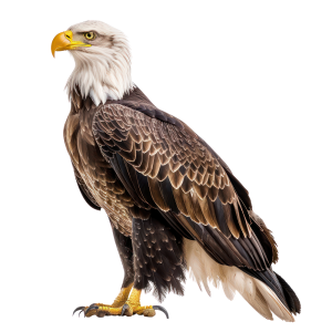عکس png پرنده عقاب با پس زمینه خام